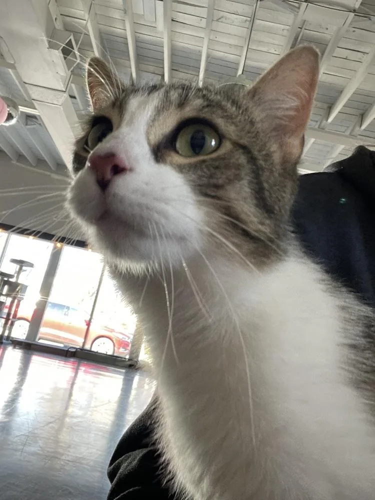 An adult medium-sized male Domestic Short Hair cat named Charlie for adoption in Ferndale, MI