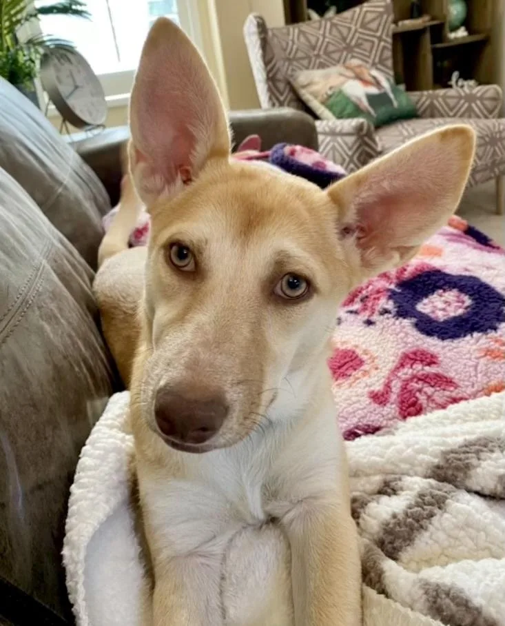 A young medium-sized female Shepherd dog named Audrey for adoption in Boulder, CO