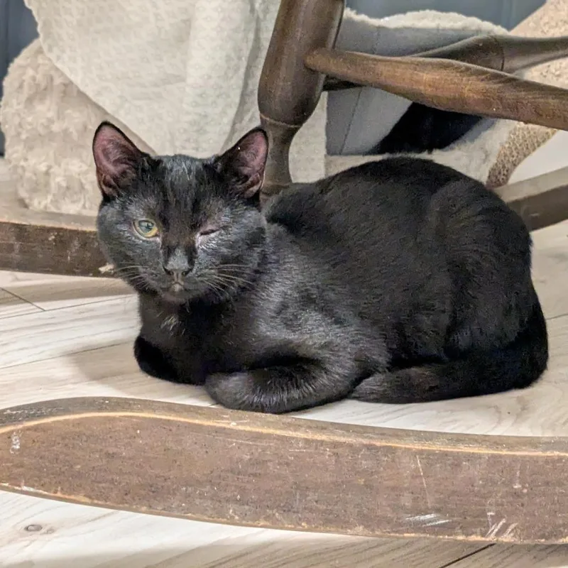A baby medium-sized male Black Domestic Short Hair cat named Spider for adoption in Keizer, OR