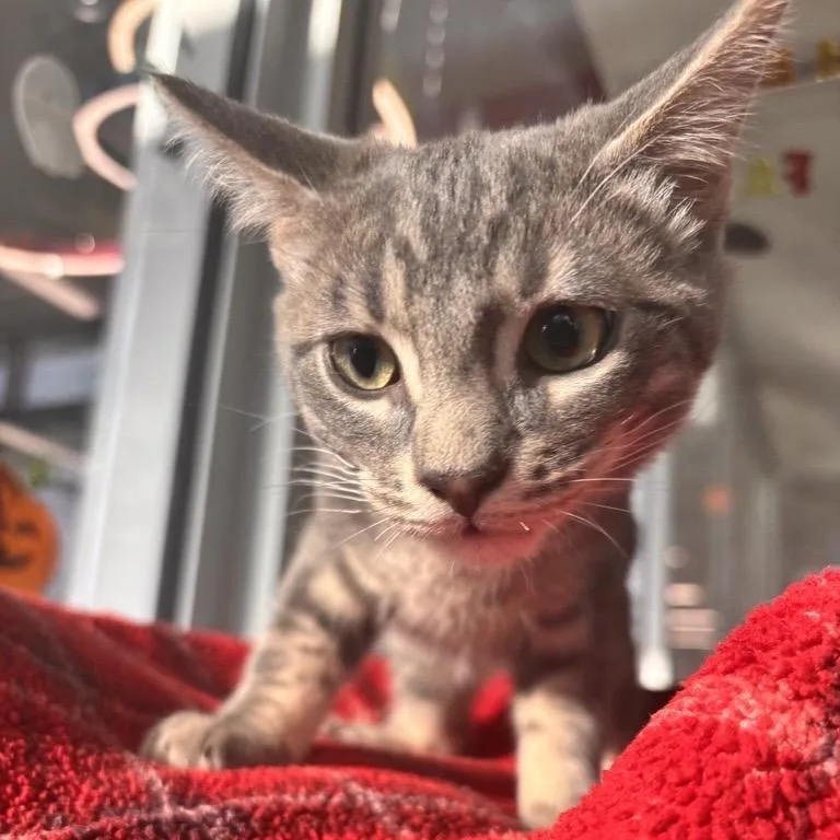 A baby small-sized male Gray / Blue / Silver Domestic Short Hair cat named Spirit for adoption in Phoenix, AZ