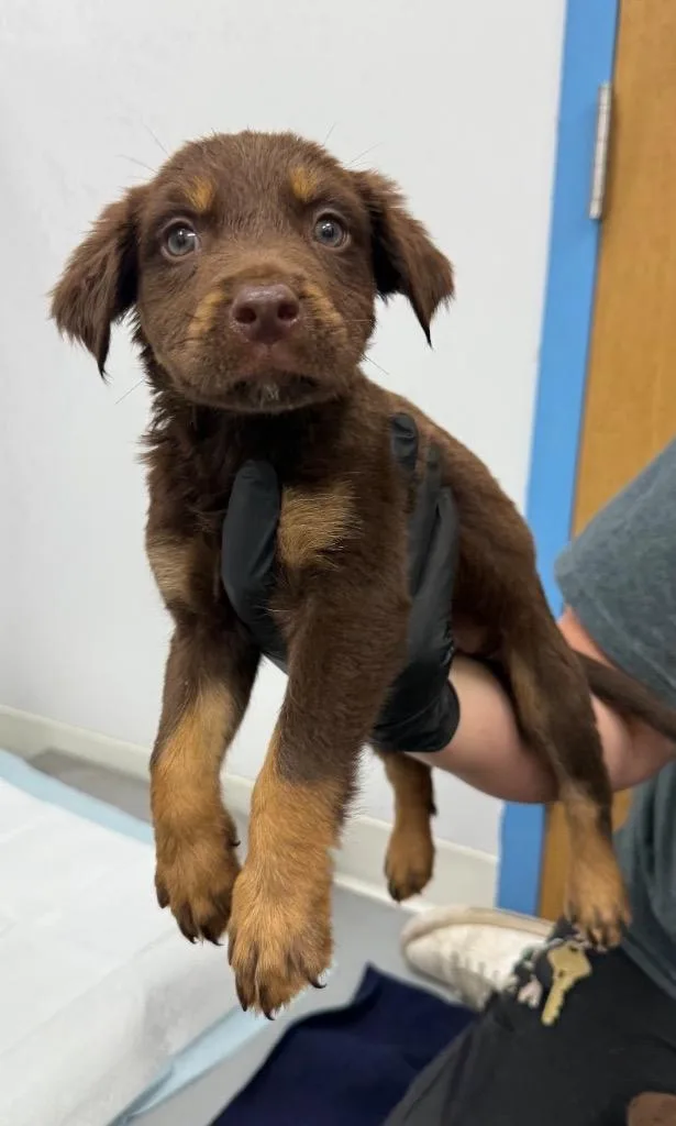 A baby medium-sized female Doberman Pinscher dog named Kinsley for adoption in Hartsville, SC