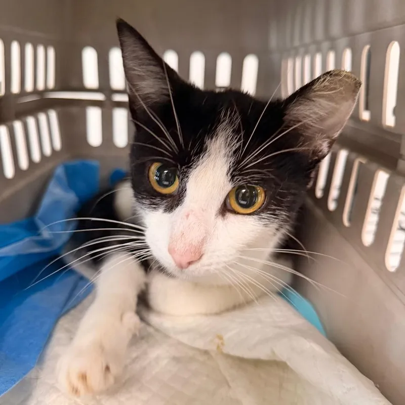 An adult medium-sized female Domestic Short Hair cat named Mimi for adoption in Indianapolis, IN