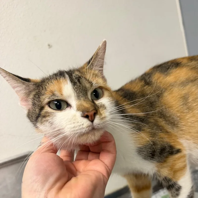 An adult medium-sized female Calico Domestic Short Hair cat named Carol for adoption in Birmingham, AL