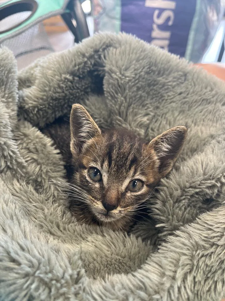 Flynn Ryder thumbnail 2