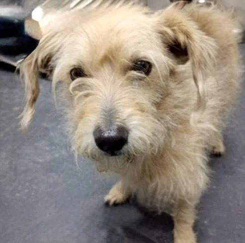 A young small-sized male Terrier dog named Bacon for adoption in Littleton, CO