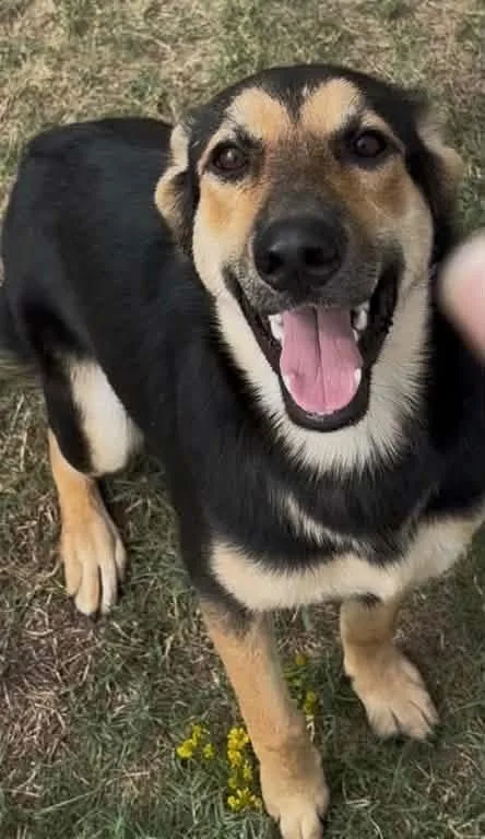 A baby medium-sized female Shepherd dog named Lovely for adoption in Little Rock, AR