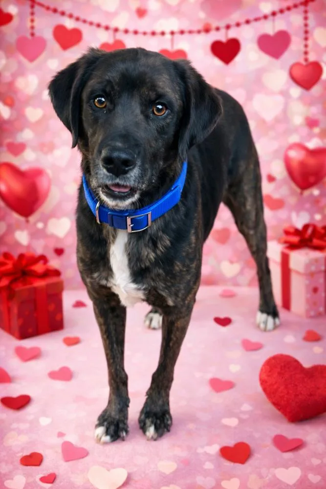 Venice  Aka Vinnie thumbnail 2