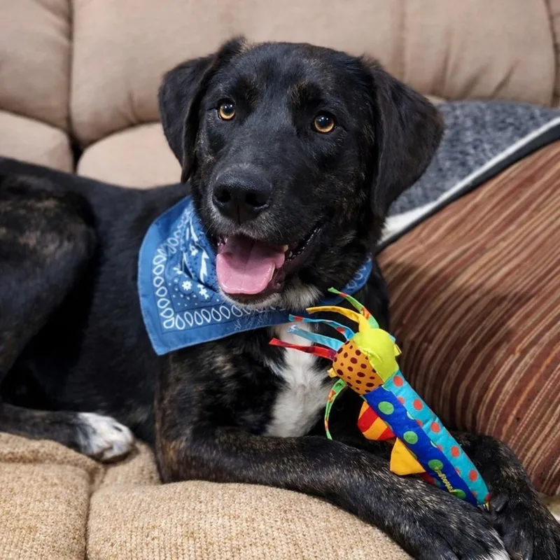 Venice  Aka Vinnie thumbnail 3