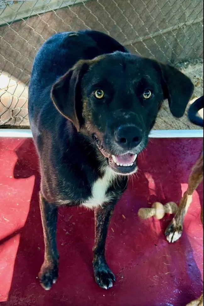 Venice  Aka Vinnie thumbnail 6