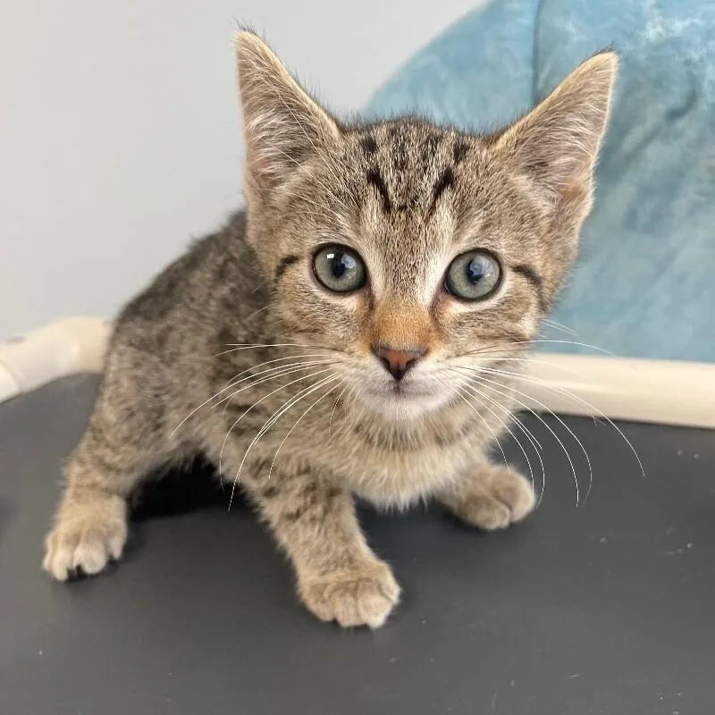 A young medium-sized male Tabby cat named Figgy for adoption in Roanoke, VA