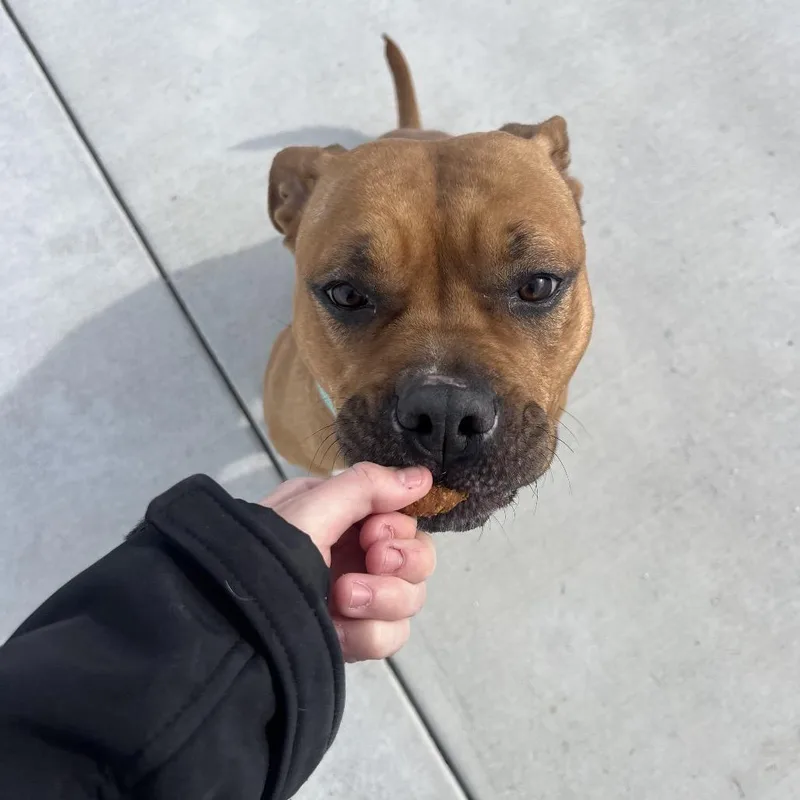 A young large-sized female Yellow / Tan / Blond / Fawn Pit Bull Terrier dog named Nala for adoption in Harrisonburg, VA