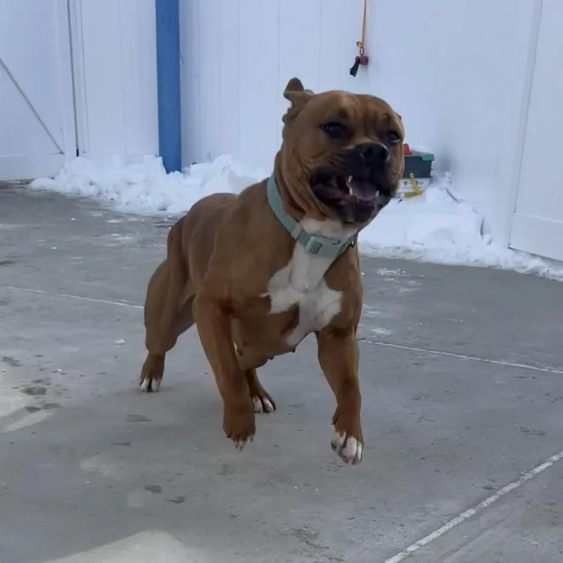 Nala thumbnail 3