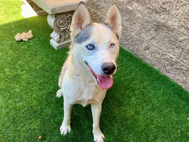 A young large-sized male Black Siberian Husky dog named Save Me Please! Heathcliff for adoption in San Marcos, CA