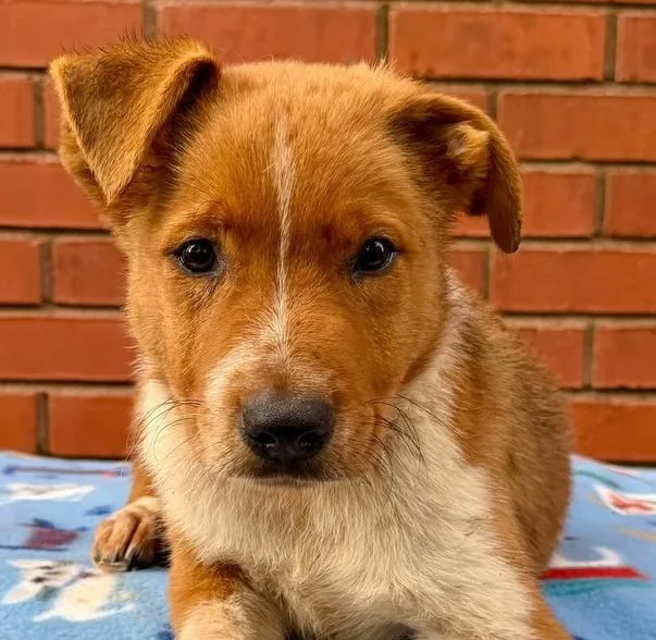 A baby medium-sized male Mixed Breed dog named Digger for adoption in Groveland, MA