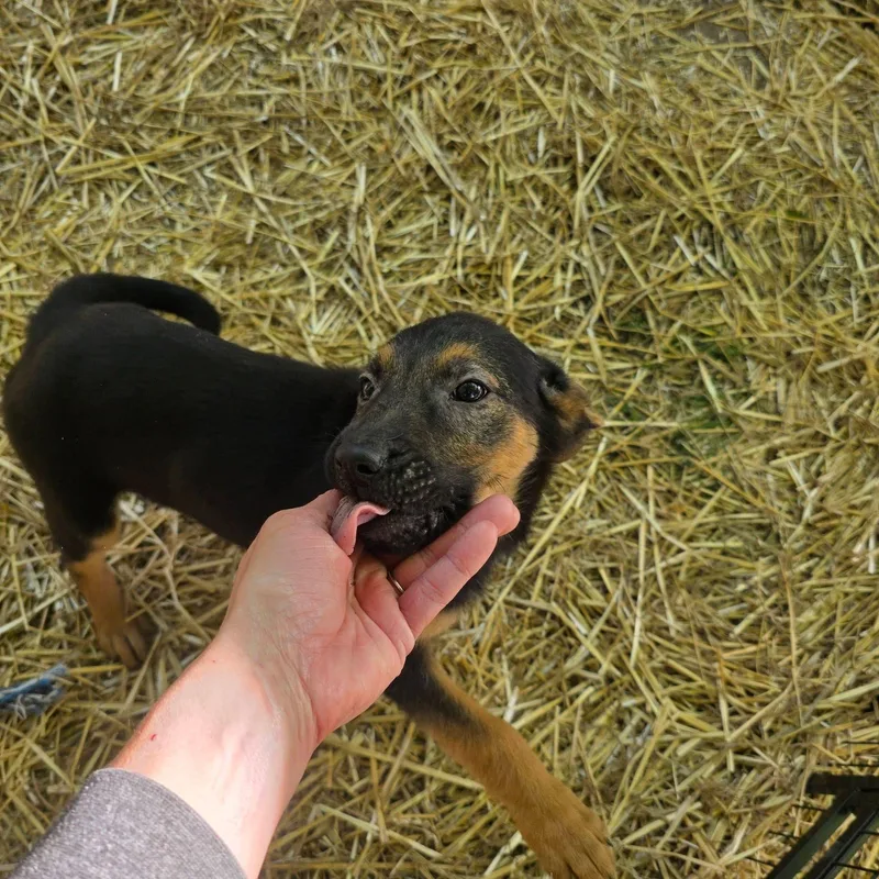 Nala thumbnail 2