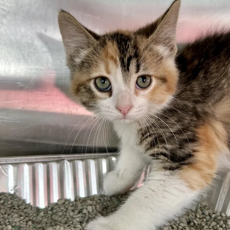 A baby small-sized female Torbie Domestic Medium Hair cat named Piper for adoption in Matteson, IL