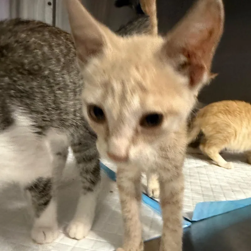 A baby small-sized male Buff / Tan / Fawn Domestic Short Hair cat named Sparrow for adoption in Greensboro, NC