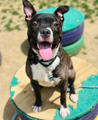 An adult medium-sized male Mixed Breed dog named Bubba for adoption in West Chester, PA