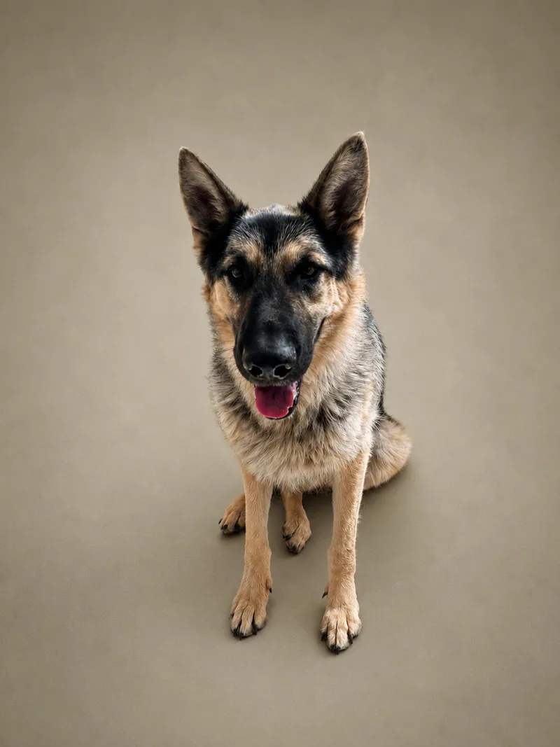 An adult large-sized male Black German Shepherd Dog dog named Zeus for adoption in Rock Springs, WY