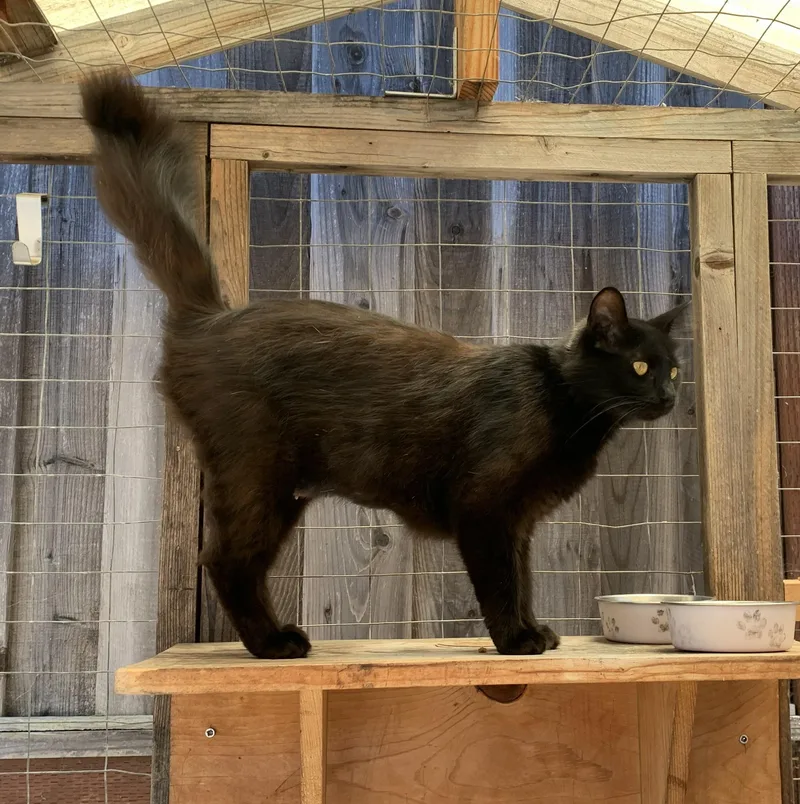 A young medium-sized female Black Domestic Long Hair cat named Starlight for adoption in Hollister, CA