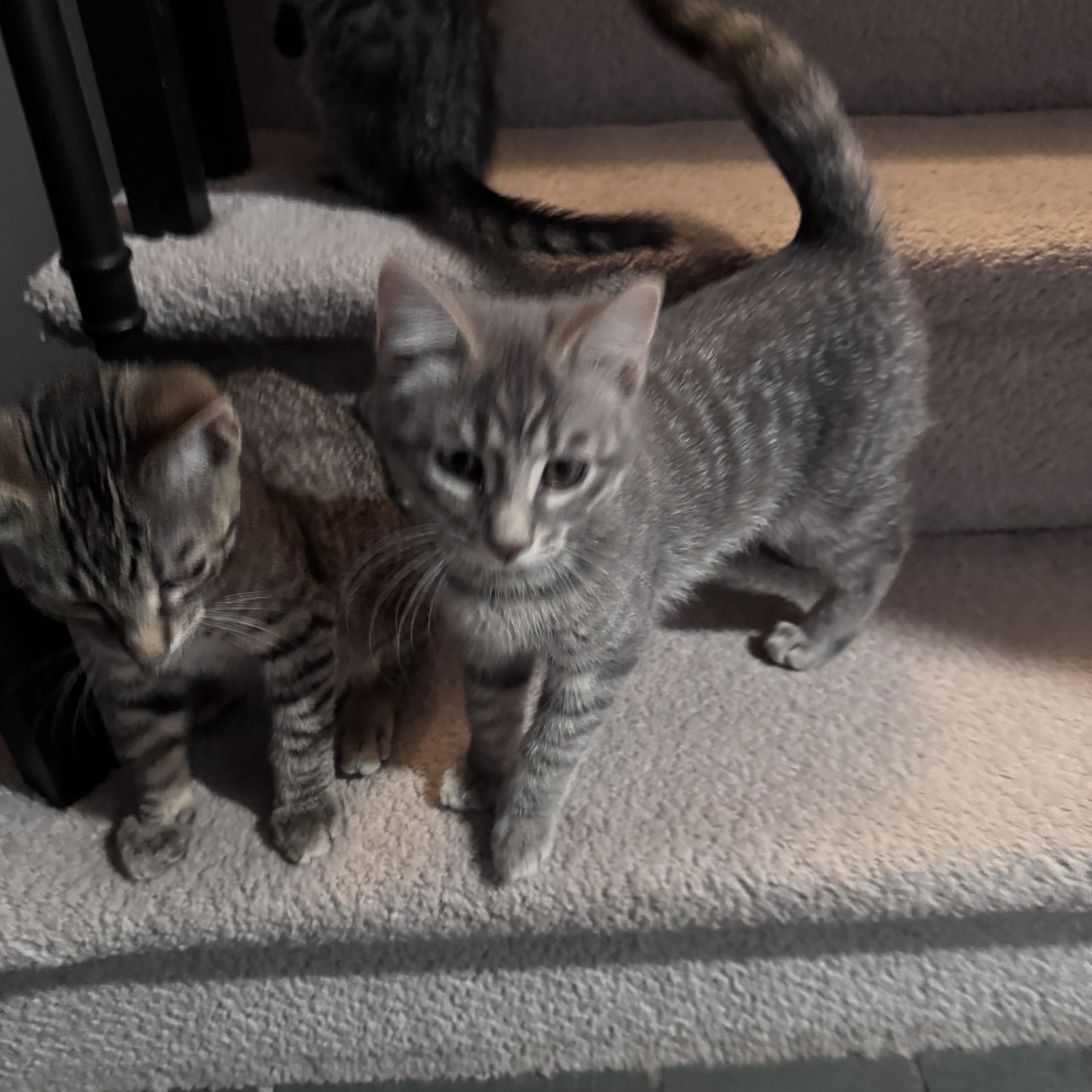 A young small-sized female Tabby (Gray / Blue / Silver) Domestic Short Hair cat named Stella for adoption in Pottstown, PA