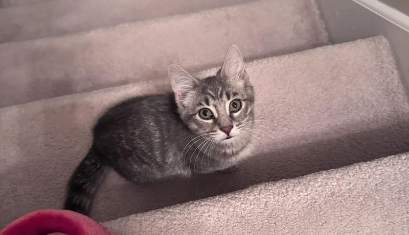 Stella thumbnail 2