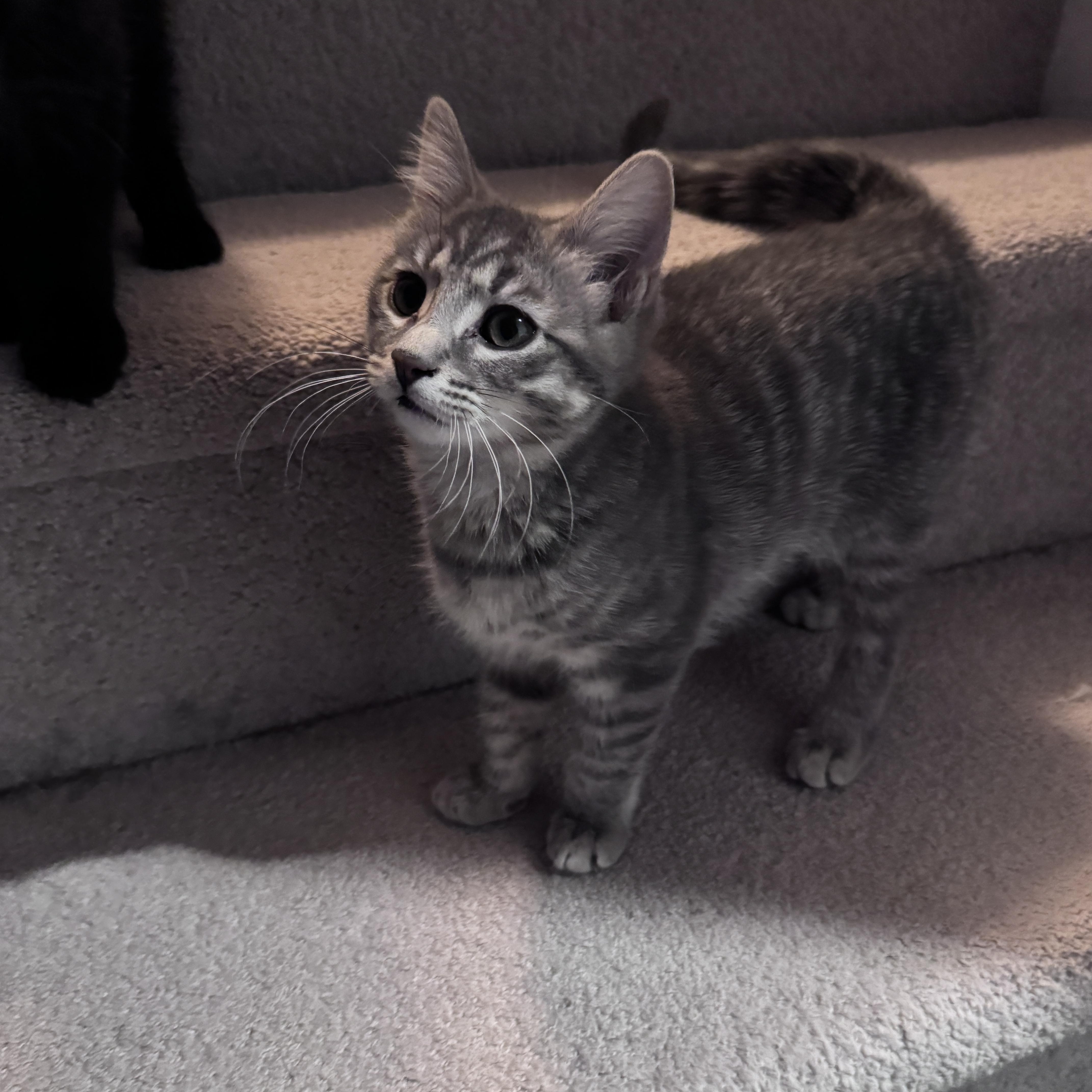 Stella thumbnail 3
