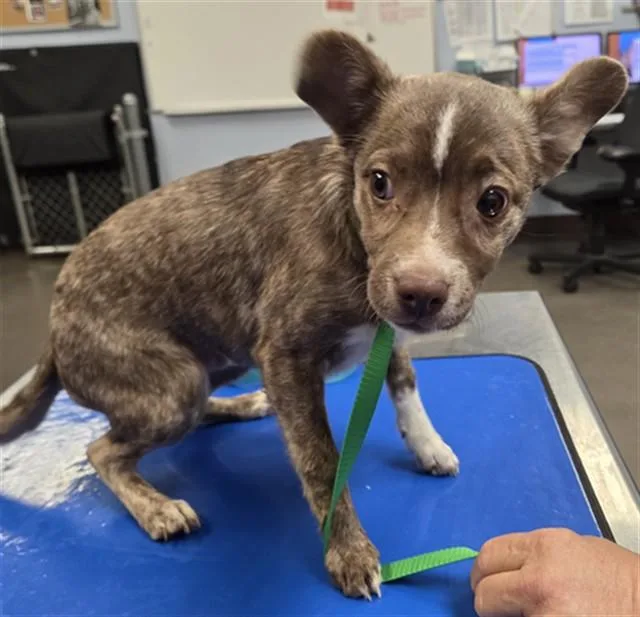 A baby small-sized male Chihuahua dog named Skateboard for adoption in Phoenix, AZ