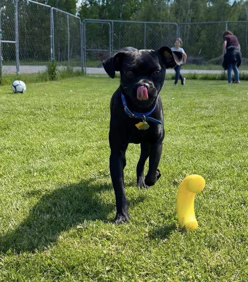A young small-sized male Black Puggle dog named Pugsley for adoption in Gouverneur, NY