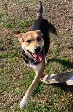 A young medium-sized male Black German Shepherd Dog dog named Walker for adoption in Manning, SC