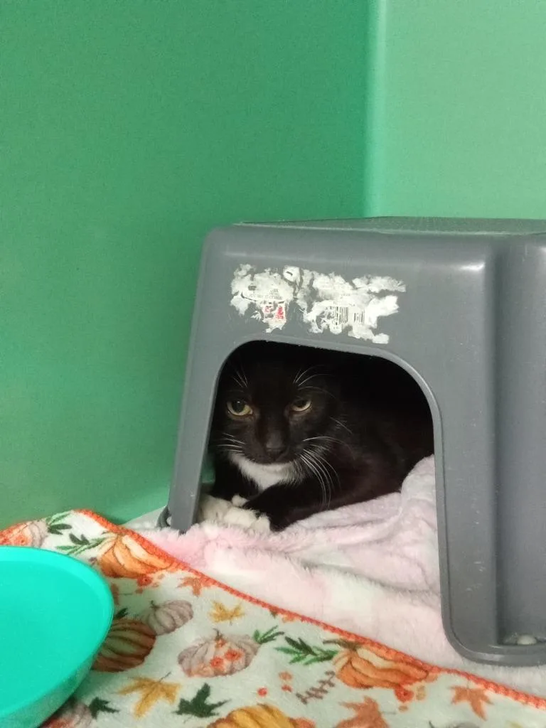 A baby small-sized male Domestic Short Hair cat named Ruhn for adoption in Utica, MI