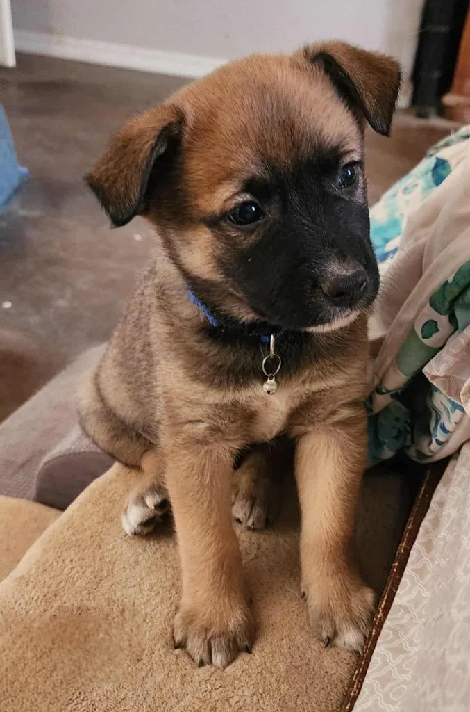 A baby medium-sized male Shepherd dog named Rolly for adoption in Mesa, AZ