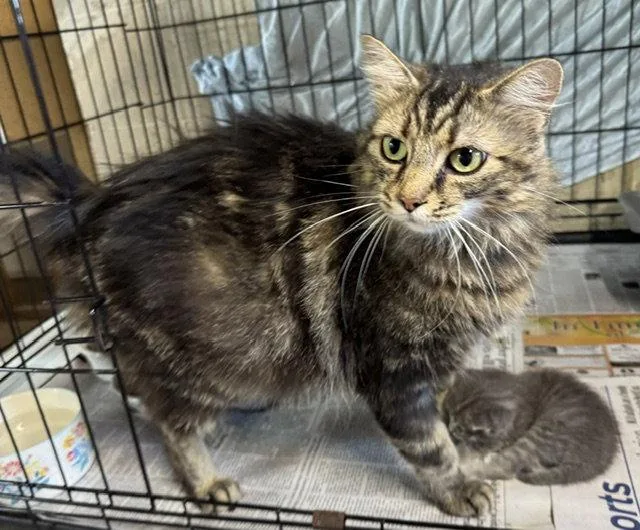 An adult medium-sized female Domestic Long Hair cat named Sophie for adoption in Apollo, PA