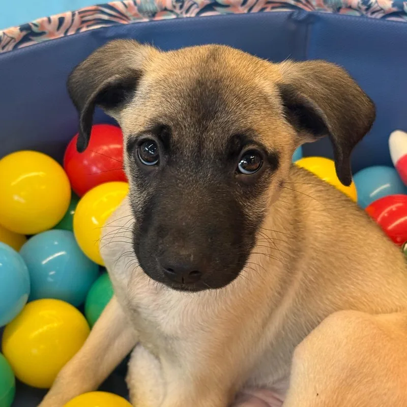 A baby small-sized female Gray / Blue / Silver Mixed Breed dog named Daisy's Pack Pup: Wisteria for adoption in Falls Church, VA