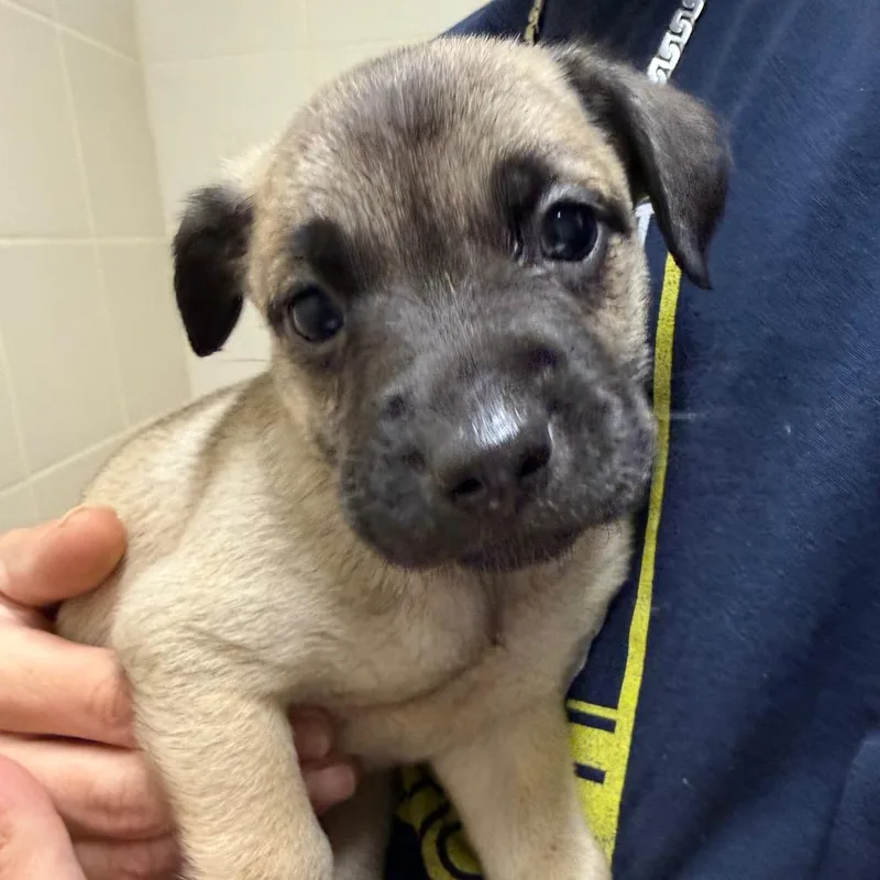 Daisy's Pack Pup: Wisteria thumbnail 3