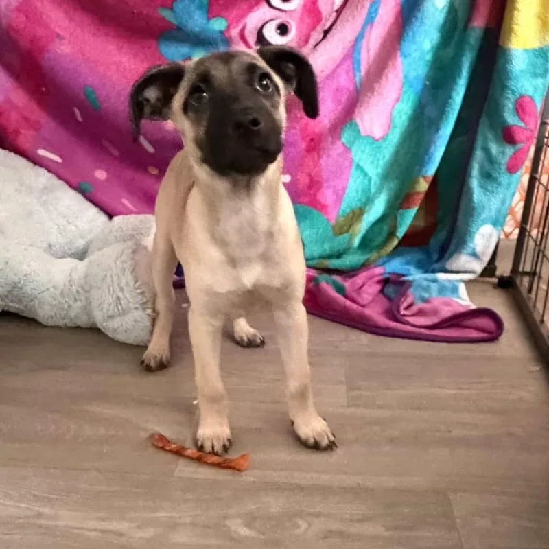 Daisy's Pack Pup: Wisteria thumbnail 5