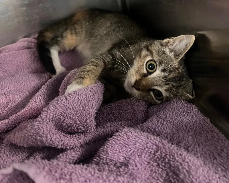 A baby small-sized female Domestic Short Hair cat named Peanut for adoption in Labelle, FL