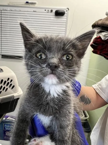 A baby small-sized female Domestic Short Hair cat named Canary for adoption in Vallejo, CA