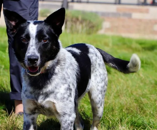 A young medium-sized male Australian Cattle Dog / Blue Heeler dog named Bingo for adoption in San Luis Obispo, CA