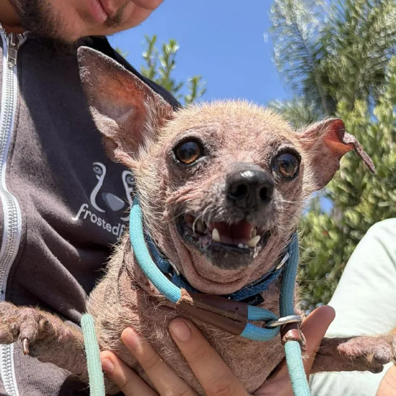 A senior small-sized male Gray / Blue / Silver Chihuahua dog named Larry Benoit for adoption in Ramona, CA