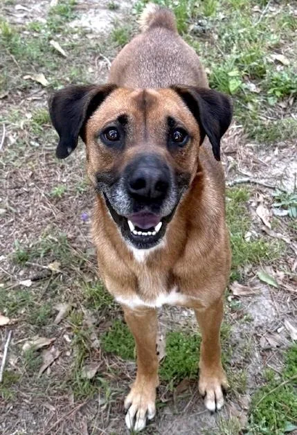 An adult medium-sized female Brown / Chocolate Boxer dog named Tanya for adoption in Brooklyn, NY