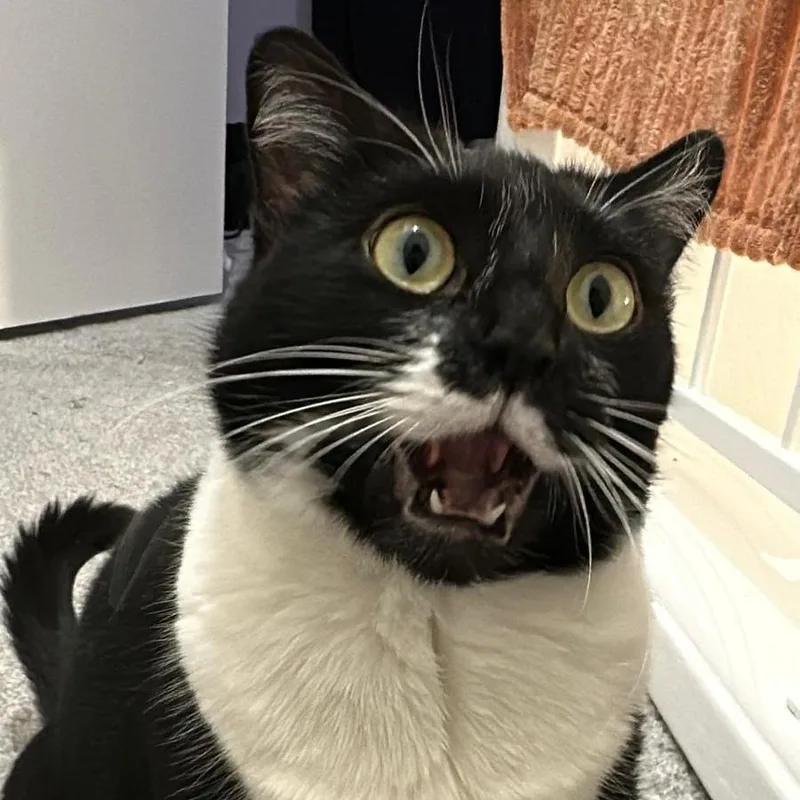 An adult large-sized female Black Domestic Short Hair cat named Charlotte for adoption in Houston, TX