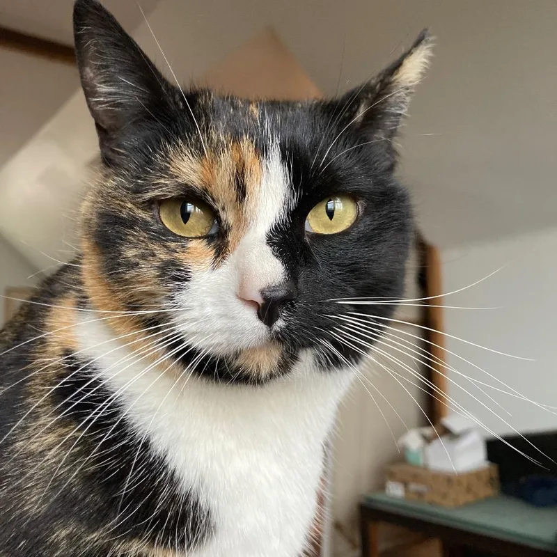 A senior small-sized female Tortoiseshell Domestic Short Hair cat named Birdie for adoption in Rochester, MN