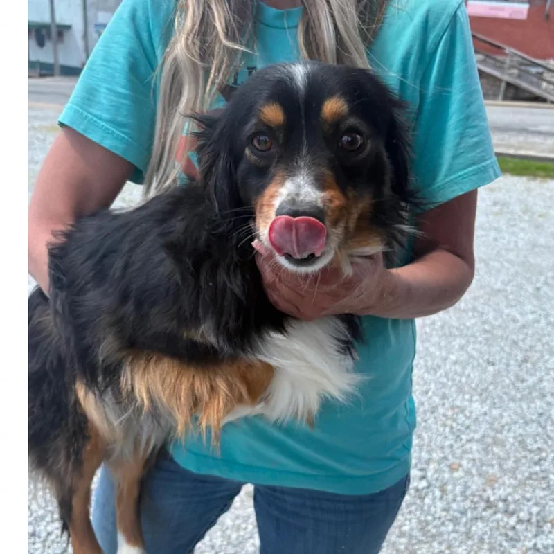 An adult small-sized female Black Australian Shepherd dog named Miss Wiggles for adoption in Normal, IL