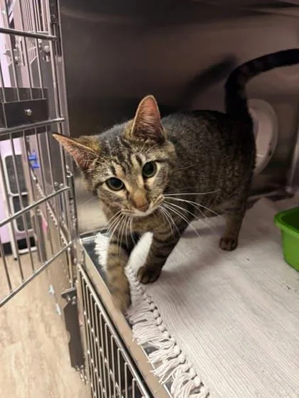 An adult medium-sized female Domestic Short Hair cat named Meg for adoption in Fergus Falls, MN