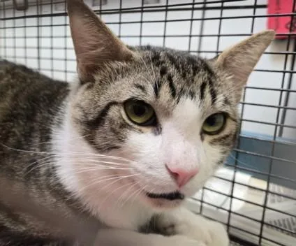 A young large-sized male Domestic Short Hair cat named Besa for adoption in Los Angeles, CA
