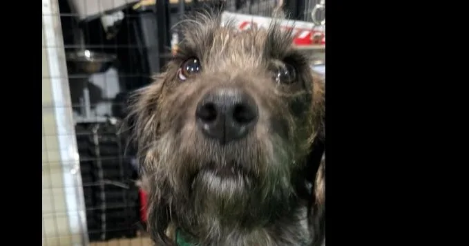 An adult medium-sized female Brindle Terrier dog named Miss Honey for adoption in Papillion, NE