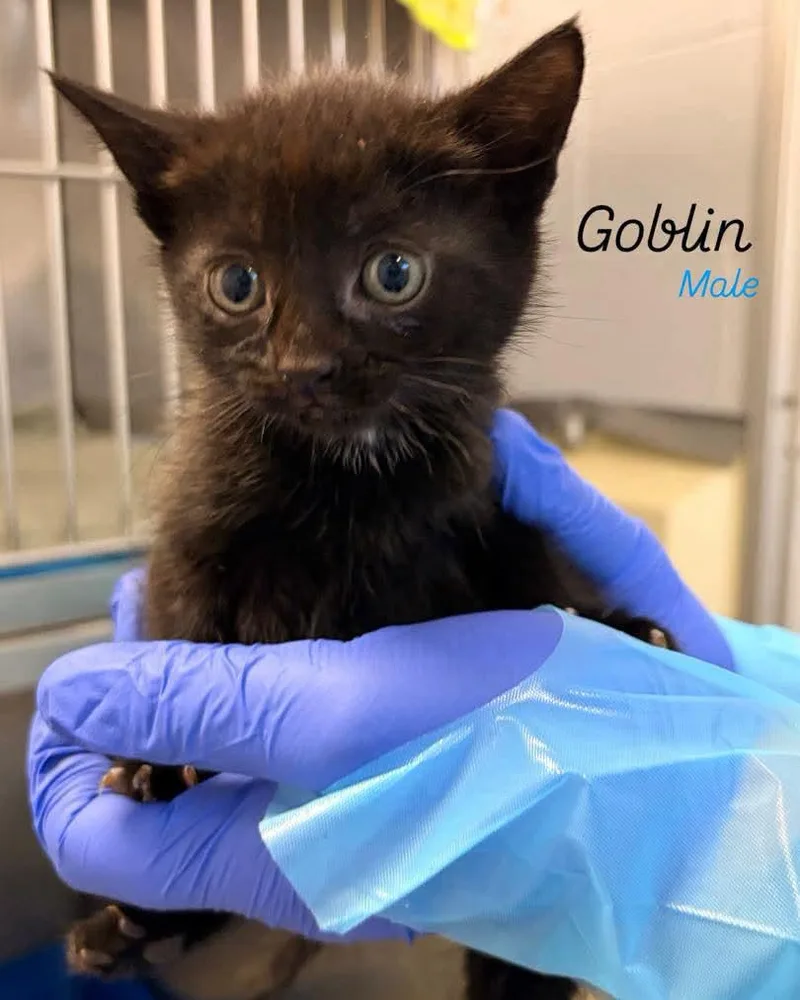 A baby medium-sized male Domestic Short Hair cat named Goblin for adoption in Rock Hill, NY