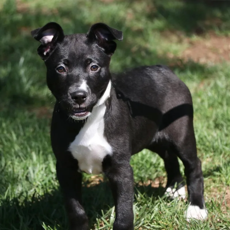 A baby small-sized female Black Mixed Breed dog named Willow for adoption in Allentown, PA