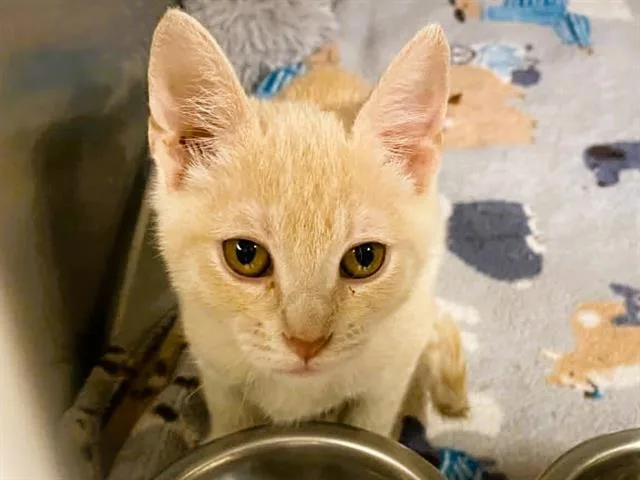 A baby small-sized male Domestic Short Hair cat named Roman for adoption in Tustin, CA